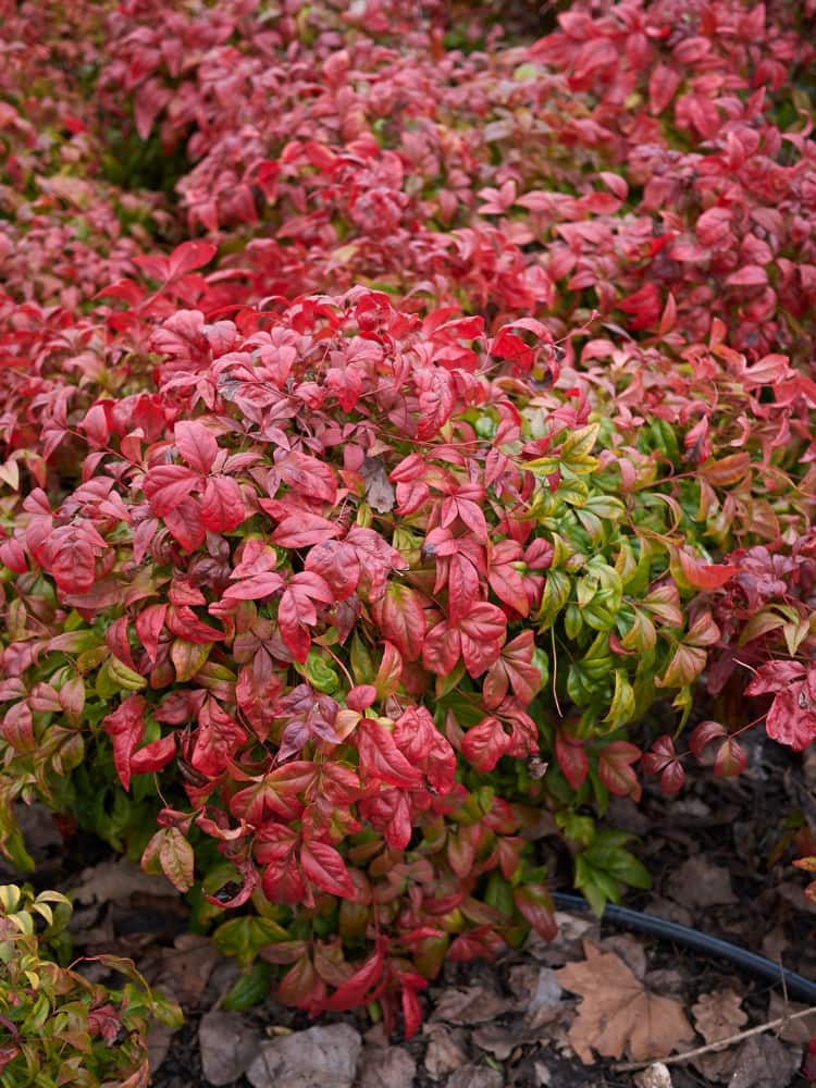 Nandina Feuerkraft Begleitpflanzen