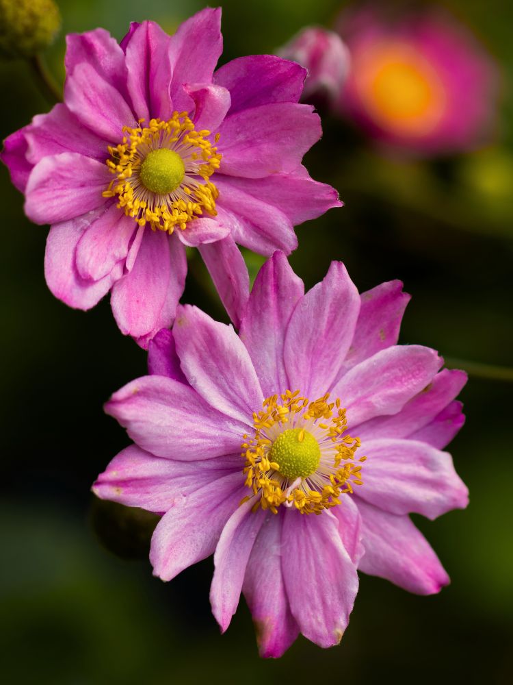 Jetzt Herbst Anemone Pamina Online Kaufen Bei Bohlken Pflanzenversand