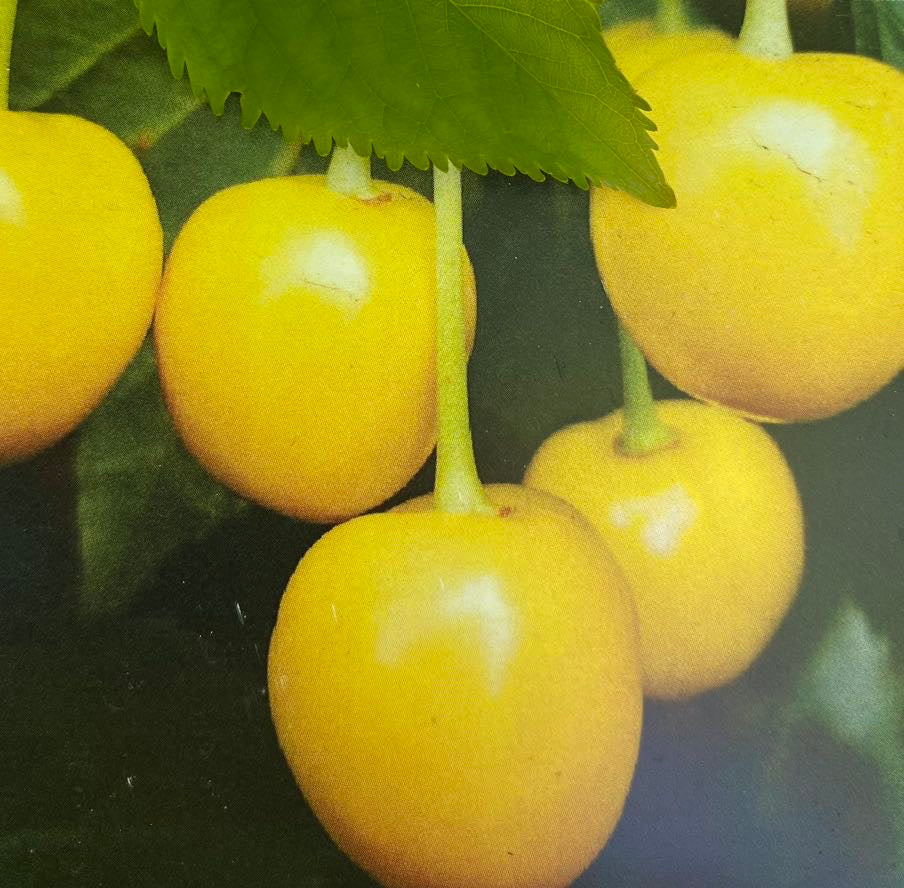 Jetzt Süßkirsche \'Dönissens gelbe – online Bohlken Pflanzenversand Knorpelkirsche\' GbR Bohlken bei kaufen Pflanzenversand