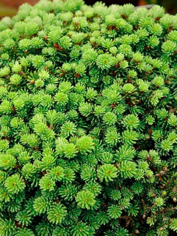 Abies koreana 'Kristallkugel', Zwerg-Koreatanne 'Kristallkugel' im Onlineshop der Bohlken Baumschulen