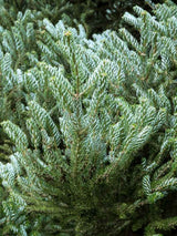 Abies koreana 'Silver Star', Koreatanne mit Silberschein 'Silver Star' im Onlineshop der Bohlken Baumschulen