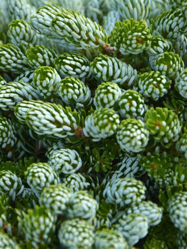 Abies koreana 'Silver Star', Koreatanne mit Silberschein 'Silver Star' im Onlineshop der Bohlken Baumschulen