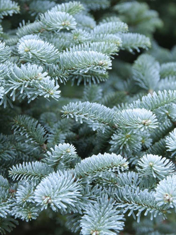 Abies procera 'Wiesmoornixe', Silbertanne 'Wiesmoornixe' im Onlineshop der Bohlken Baumschulen