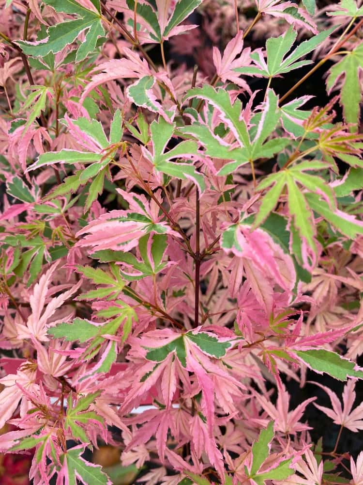 Acer palmatum 'Taylor', Japanischer Ahorn 'Taylor' im Onloineshop der Bohlken Baumschulen