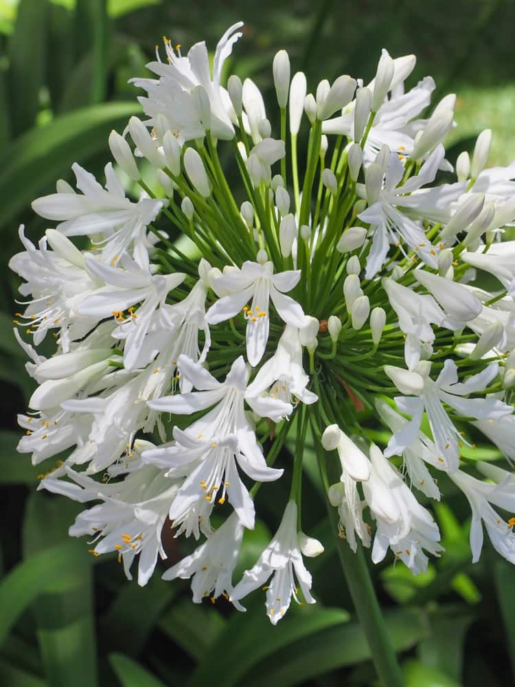 Agapanthus 'Polar Ice', Schmucklilie 'Polar Ice' im Onlineshop der Bohlken Baumschulen