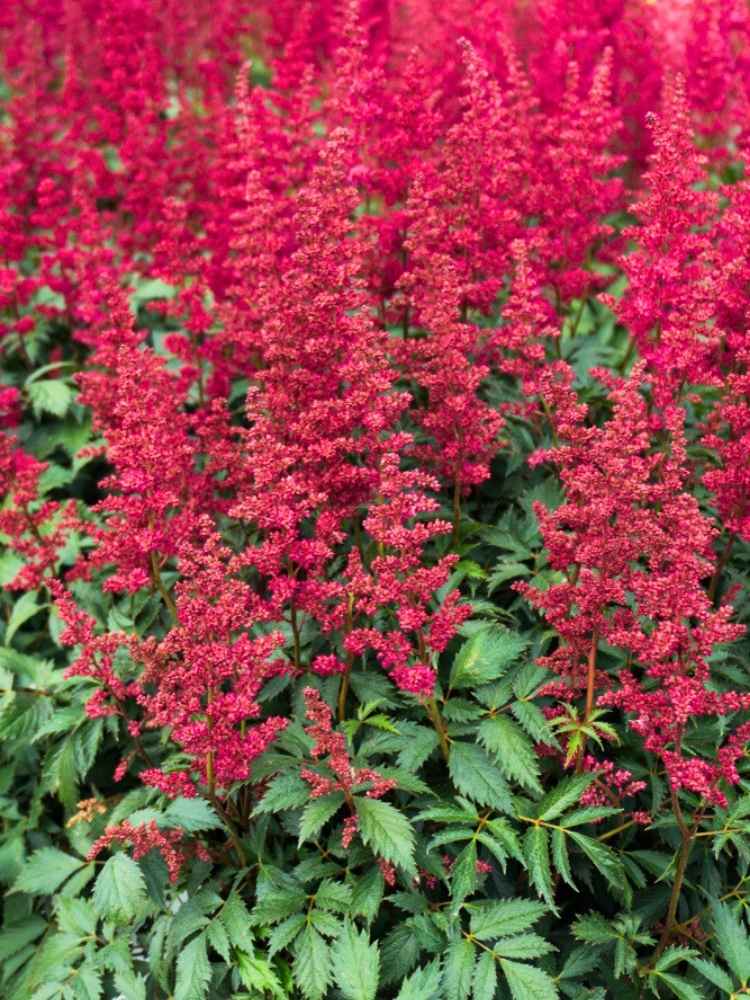 Astilbe x arendsii 'Fanal', Prachtspiere 'Fanal' im Onlineshop der Bohlken Baumschulen