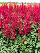 Astilbe x arendsii 'Fanal', Prachtspiere 'Fanal' im Onlineshop der Bohlken Baumschulen