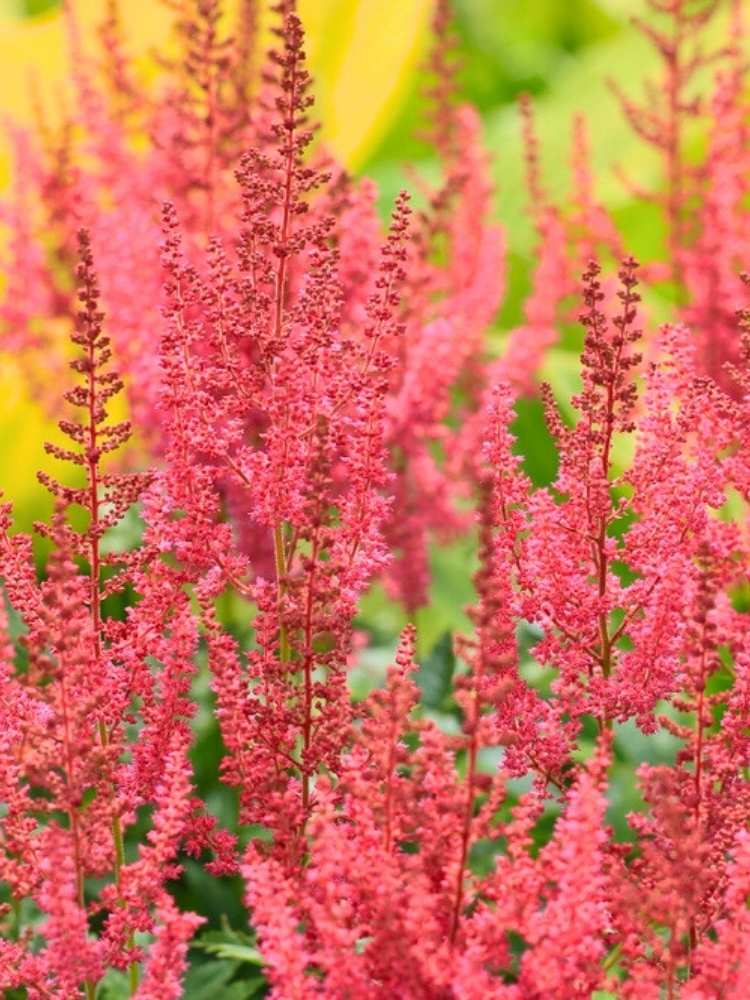 Astilbe arendsii 'Anita Pfeifer', Prachtspiere 'Anita Pfeifer' im Onlineshop der Bohlken Baumschulen