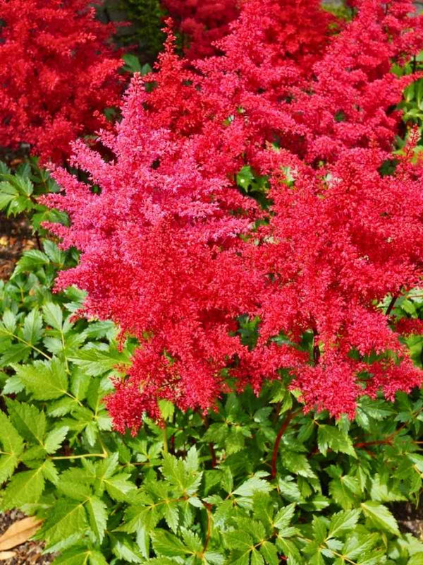 Astilbe arendsii 'Else Schluck', Prachtspiere 'Else Schluck' im Onlineshop der Bohlken Baumschulen