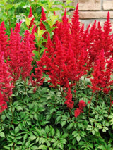 Astilbe arendsii 'Else Schluck', Prachtspiere 'Else Schluck' im Onlineshop der Bohlken Baumschulen