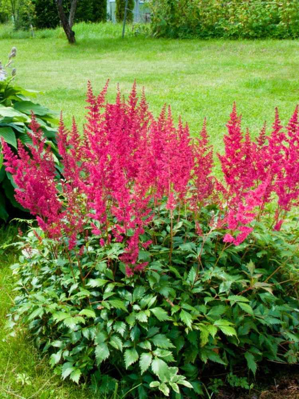 Astilbe arendsii 'Spinell', Prachtspiere 'Spinell' im Onlineshop der Bohlken Baumschulen