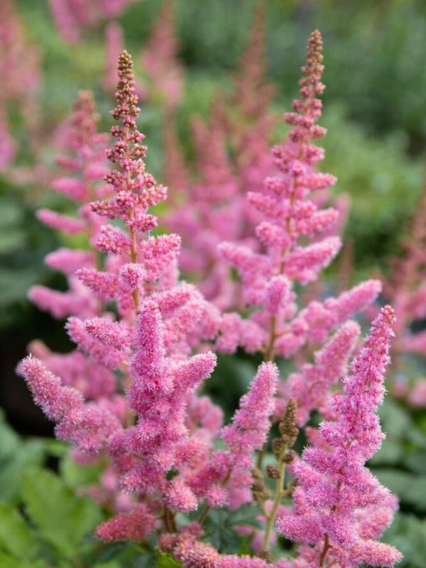 Prachtspiere 'Finale', Astilbe chinensis 'Finale' im Onlineshop der Bohlken Baumschulen