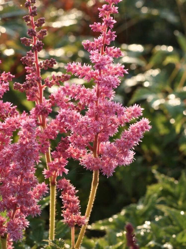 Astilbe chinensis 'Veronica Klose', Prachtspiere 'Veronica Klose' im Onlineshop der Bohlken Baumschulen