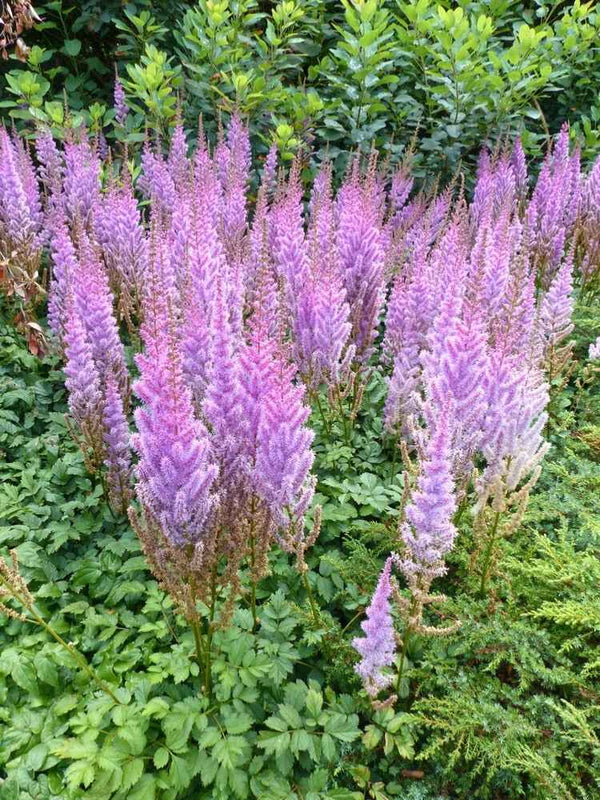 Astilbe chinensis var. pumila, Zwerg-Waldspiere im Onlineshop der Bohlken Baumschulen