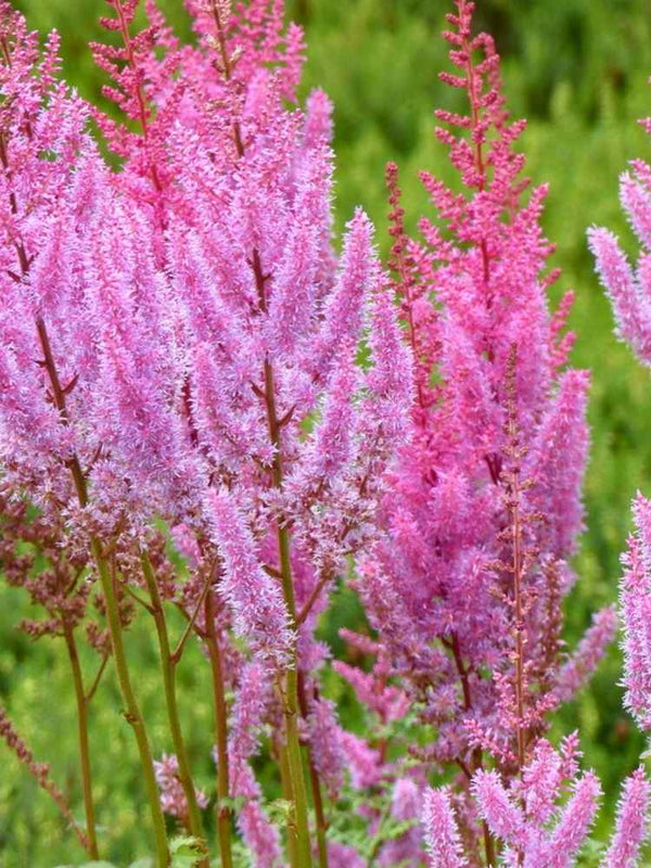 Astilbe chinensis var. taquetii 'Purpurkerze', Lanzen-Astilbe 'Purpurkerze' im Onlineshop der Bohlken Baumschulen
