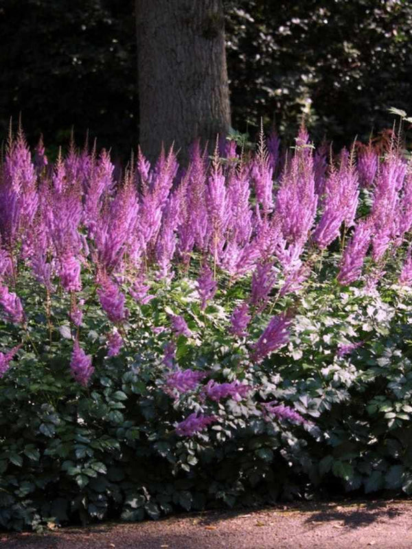 Astilbe chinensis var. taquetii 'Purpurlanze', Lanzen-Astilbe 'Purpurlanze' im Onlineshop der Bohlken Baumschulen