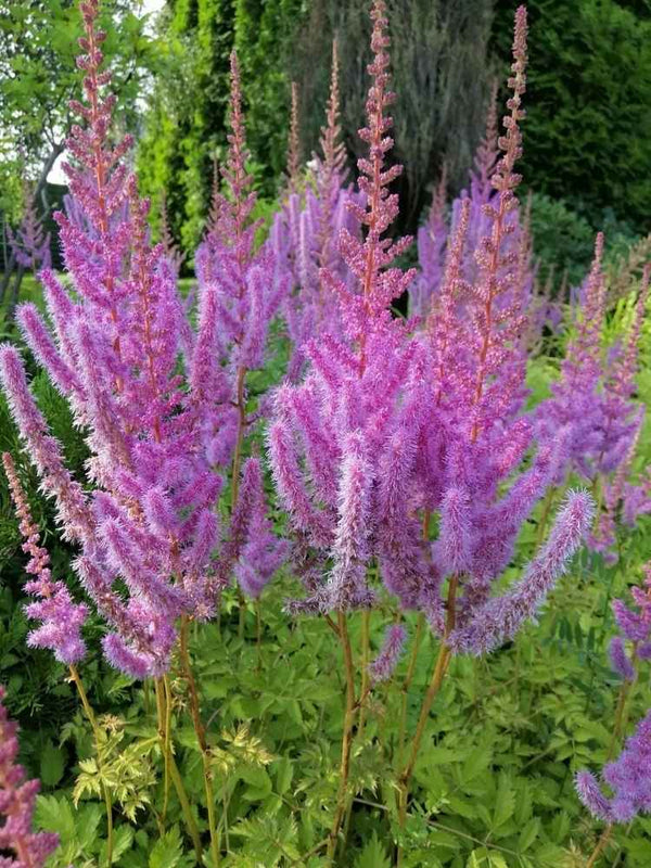 Astilbe chinensis var. taquetii 'Superba', Kerzenspiere 'Superba' im Onlineshop der Bohlken Baumschulen