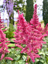 Astilbe japonica 'Bremen', Prachtspiere 'Bremen' im Onlineshop der Bohlken Baumschulen