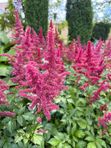 Astilbe japonica 'Bremen', Prachtspiere 'Bremen' im Onlineshop der Bohlken Baumschulen