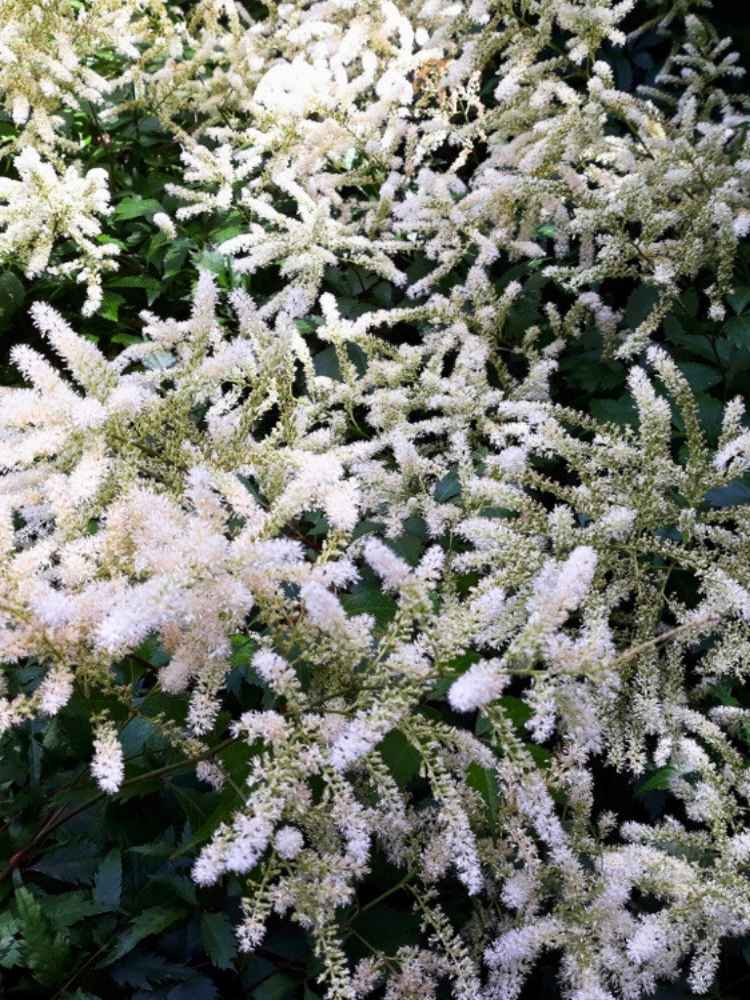 Astilbe japonica 'Deutschland', Prachtspiere 'Deutschland' im Onlineshop der Bohlken Baumschulen