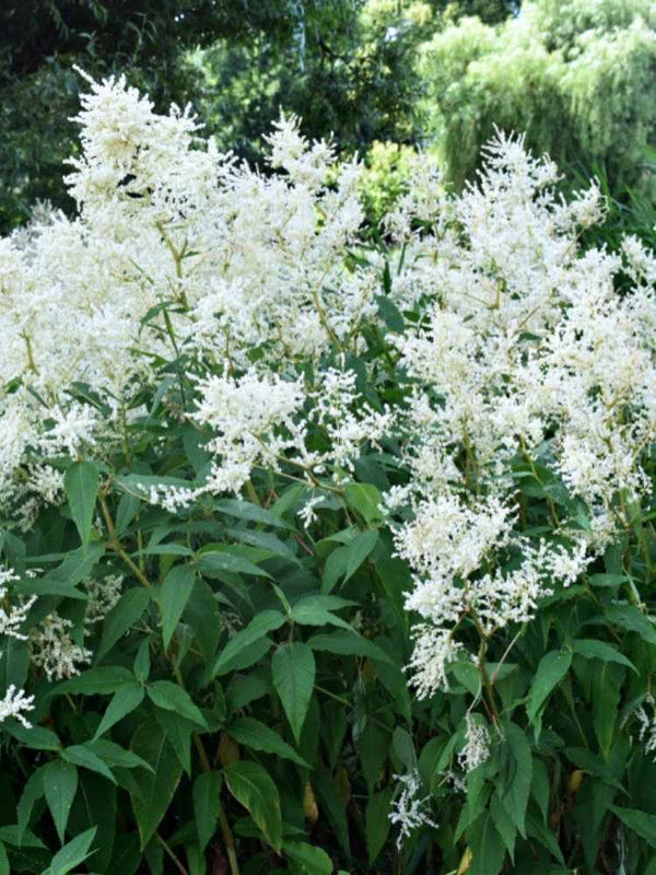 Astilbe japonica 'Deutschland', Prachtspiere 'Deutschland' im Onlineshop der Bohlken Baumschulen