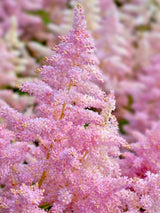 Astilbe japonica 'Europa', Prachtspiere 'Europa' im Onlineshop der Bohlken Baumschulen