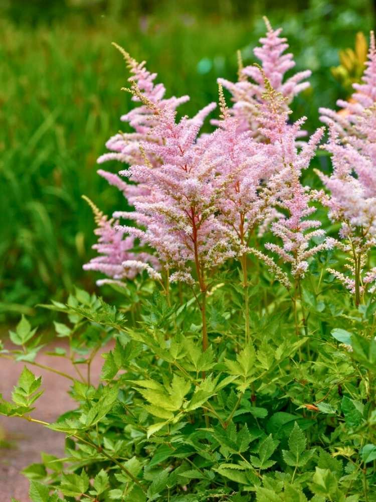 Astilbe japonica 'Europa', Prachtspiere 'Europa' im Onlineshop der Bohlken Baumschulen