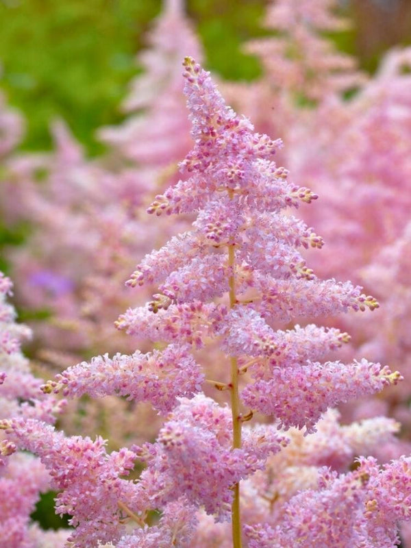 Astilbe japonica 'Europa', Prachtspiere 'Europa' im Onlineshop der Bohlken Baumschulen