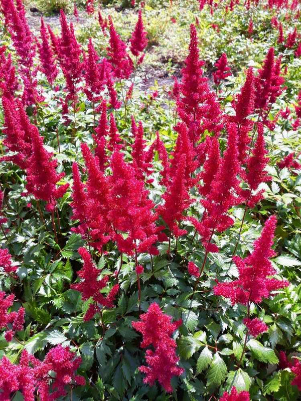 Astilbe japonica 'Montgomery', Prachtspiere 'Montgomery' im Onlineshop der Bohlken Baumschulen