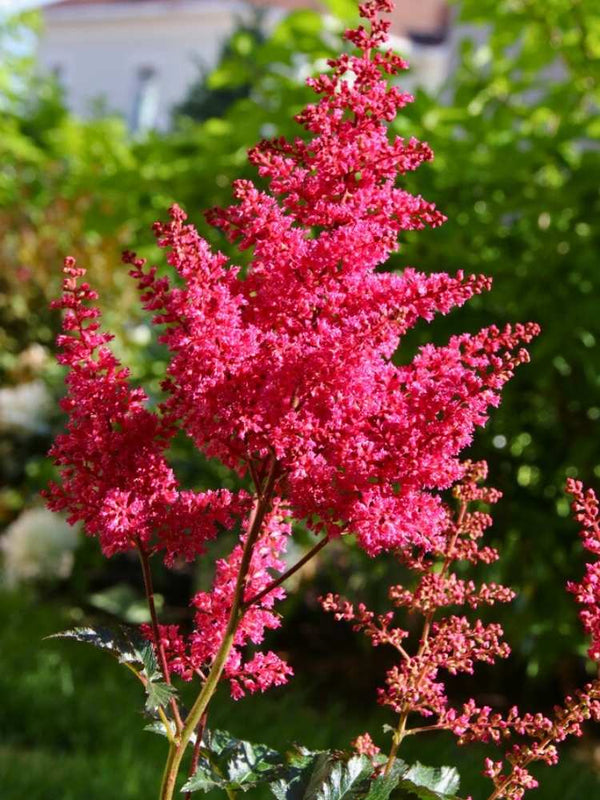 Astilbe japonica 'Montgomery', Prachtspiere 'Montgomery' im Onlineshop der Bohlken Baumschulen