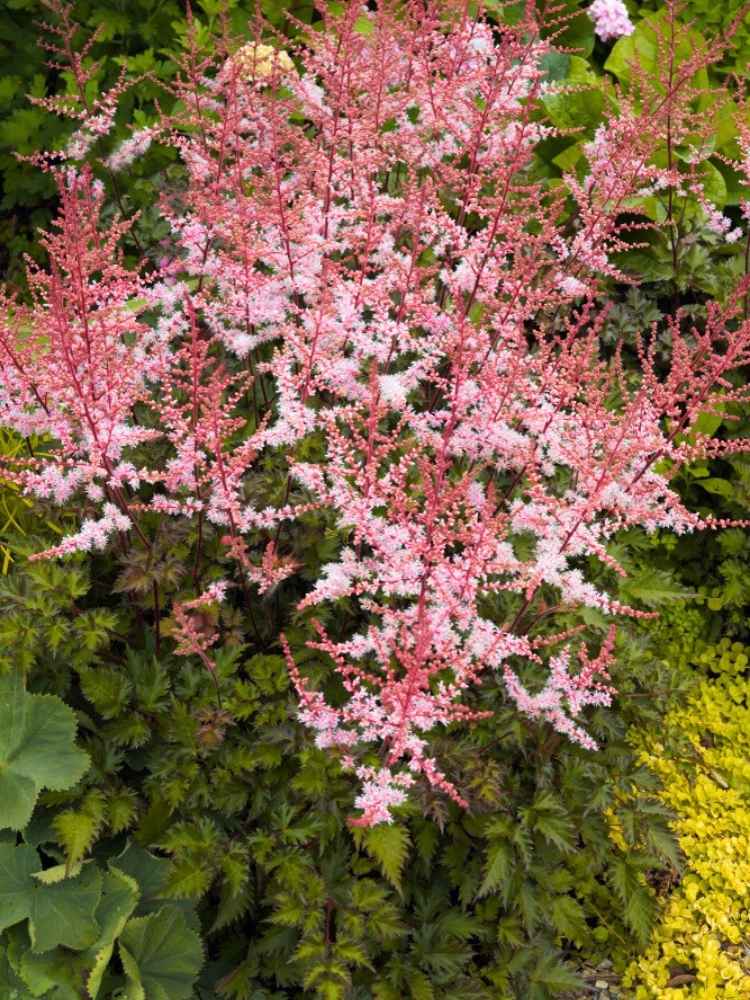 Astilbe simplicifolia 'Bronce Elegans', Kleine Prachtspiere 'Bronce Elegans' im Onlineshop der Bohlken Baumschulen