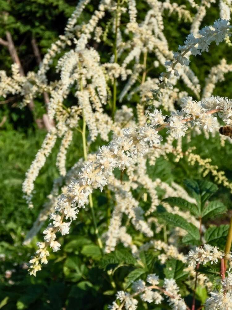 Astilbe thunbergii 'Professor van der Wielen', Thunbergs Garten-Prachtspiere 'Prof. van der Wielen' im Onlineshop der Bohlken Baumschulen