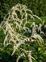 Astilbe thunbergii 'Professor van der Wielen', Thunbergs Garten-Prachtspiere 'Prof. van der Wielen' im Onlineshop der Bohlken Baumschulen