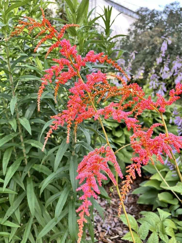 Astilbe thunbergii 'Rote Straußenfeder', Prachtspiere 'Rote Straußenfeder' im Onlineshop der Bohlken Baumschulen