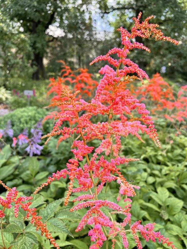 Astilbe thunbergii 'Rote Straußenfeder', Prachtspiere 'Rote Straußenfeder' im Onlineshop der Bohlken Baumschulen