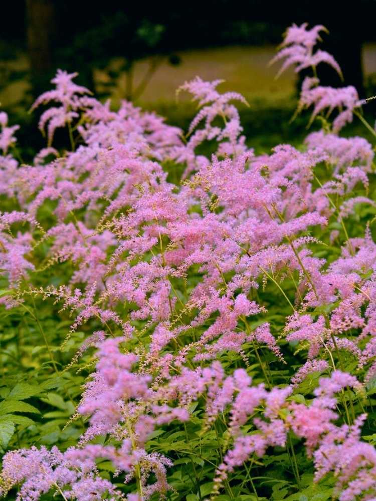 Astilbe thunbergii 'Straußenfeder', Prachtspiere 'Straußenfeder' im Onlineshop der Bohlken Baumschulen