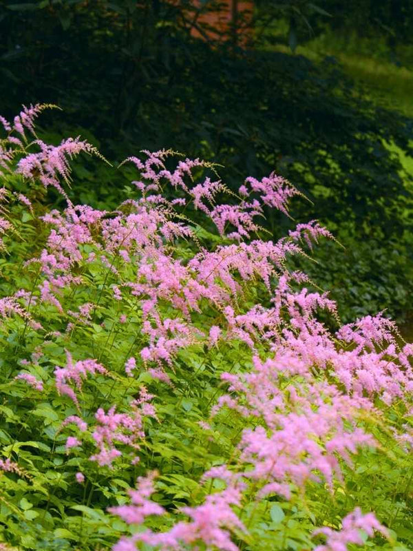 Astilbe thunbergii 'Straußenfeder', Prachtspiere 'Straußenfeder' im Onlineshop der Bohlken Baumschulen