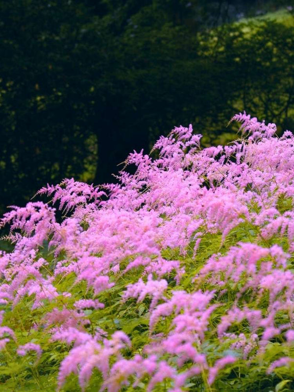 Astilbe thunbergii 'Straußenfeder', Prachtspiere 'Straußenfeder' im Onlineshop der Bohlken Baumschulen