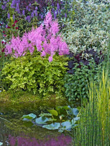 Astilbe x arendsii 'Amethyst', Prachtspiere 'Amethyst' im Onlineshop der Bohlken Baumschulen