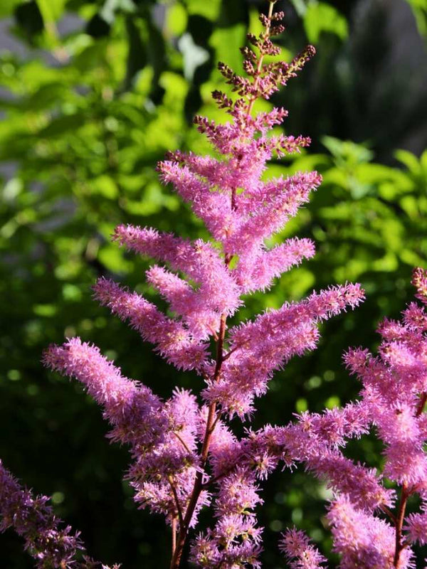 Astilbe x arendsii 'Amethyst', Prachtspiere 'Amethyst' im Onlineshop der Bohlken Baumschulen