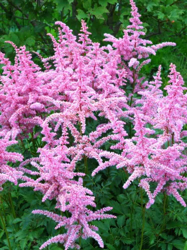 Astilbe x arendsii 'Amethyst', Prachtspiere 'Amethyst' im Onlineshop der Bohlken Baumschulen