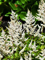 Astilbe x arendsii 'Brautschleier', Prachtspiere 'Brautschleier' im Onlineshop der Bohlken Baumschulen