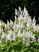 Astilbe x arendsii 'Brautschleier', Prachtspiere 'Brautschleier' im Onlineshop der Bohlken Baumschulen