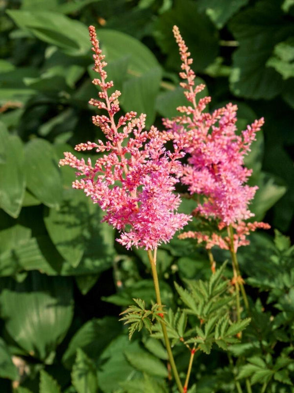 Astilbe x arendsii 'Bressingham Beauty', Prachtspiere 'Bressingham Beauty' im Onlineshop der Bohlken Baumschulen