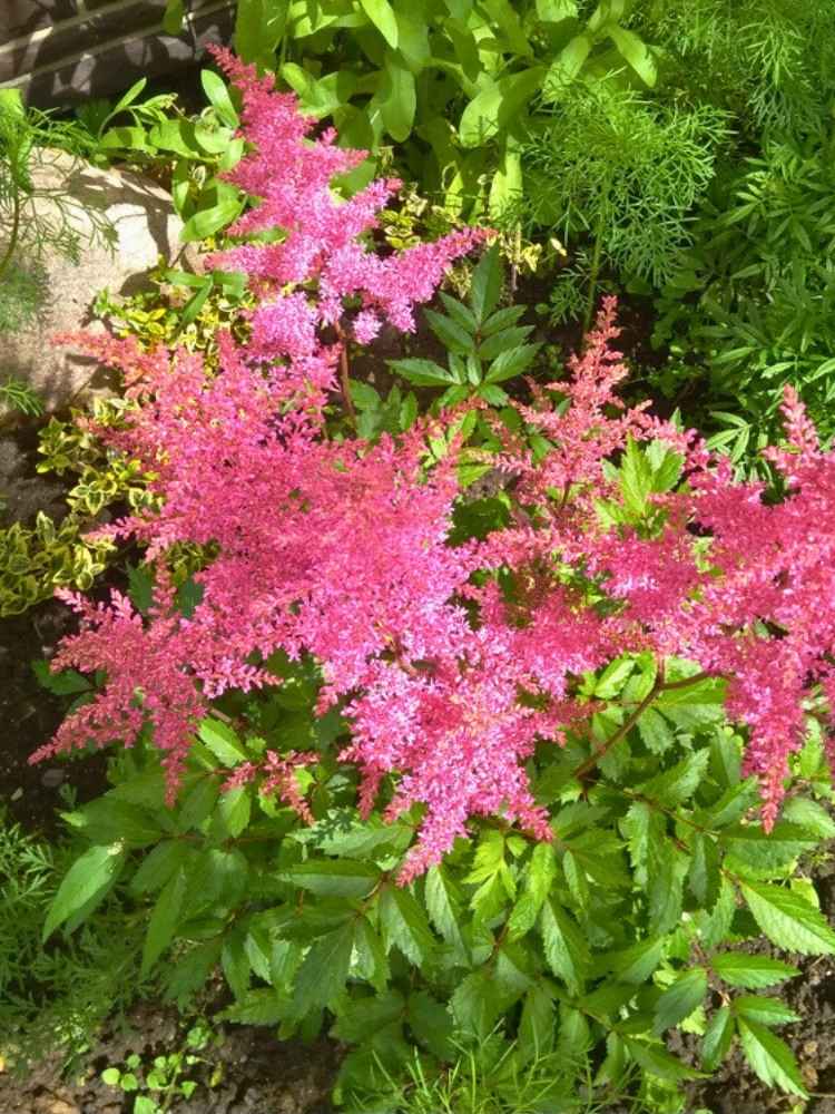 Astilbe x arendsii 'Cattleya', Prachtspiere 'Cattleya' im Onlineshop der Bohlken Baumschulen