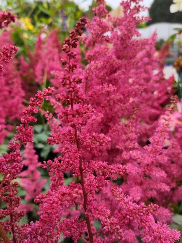 Astilbe x arendsii 'Fanal', Prachtspiere 'Fanal' im Onlineshop der Bohlken Baumschulen