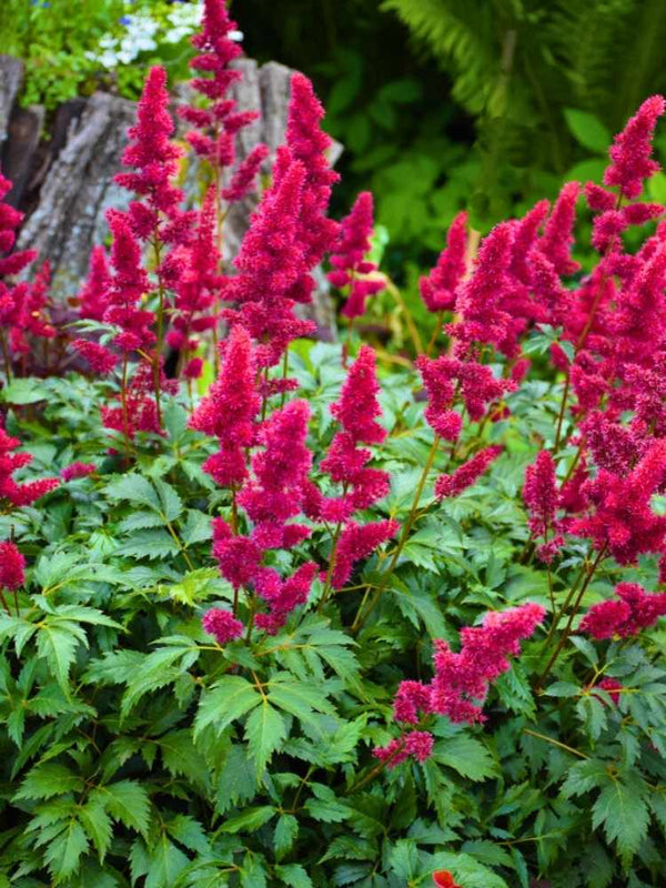 Astilbe x arendsii 'Glut', Prachtspiere 'Glut' im Onlineshop der Bohlken Baumschulen