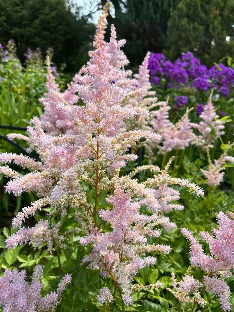 Astilbe x arendsii 'Grete Püngel', Prachtspiere 'Grete Püngel' im Onlineshop der Bohlken Baumschulen