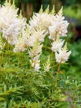 Astilbe x arendsii 'Weiße Gloria', Prachtspiere 'Weiße Gloria' im Onlineshop der Bohlken Baumschulen