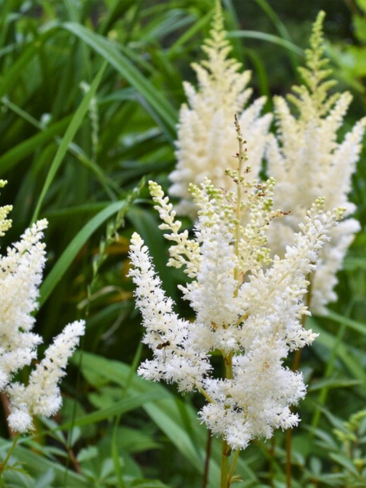 Astilbe x arendsii 'Weiße Gloria', Prachtspiere 'Weiße Gloria' im Onlineshop der Bohlken Baumschulen